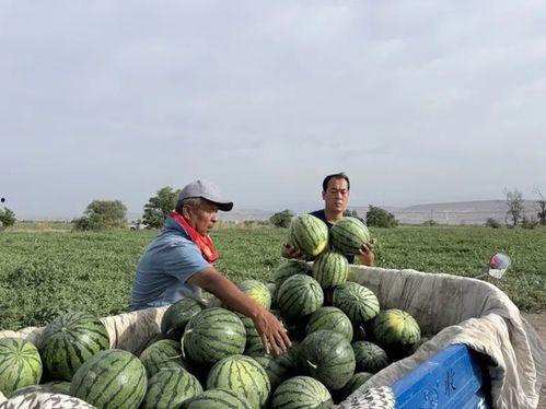 附中吃瓜,揭秘校园吃瓜背后的故事  第2张