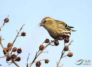 黄雀吃瓜,揭示生态链中的智慧与平衡