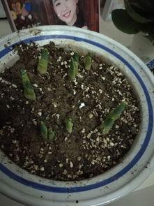 神行花花吃瓜,揭秘娱乐圈背后的秘密与八卦  第2张