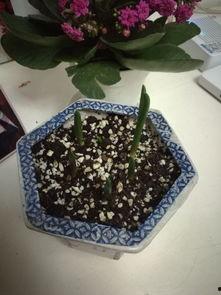 神行花花吃瓜,揭秘娱乐圈背后的秘密与八卦  第3张