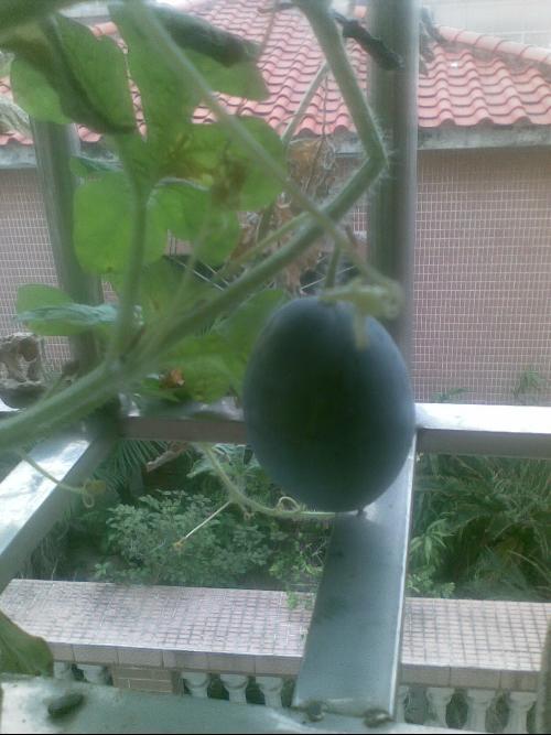 小伙阳台吃瓜趣事,小伙夏日悠闲生活瞬间