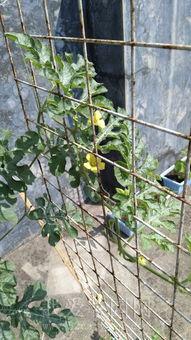 小伙阳台吃瓜趣事,小伙夏日悠闲生活瞬间