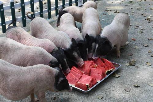 吃瓜群众犀牛,揭秘娱乐圈幕后真相  第2张