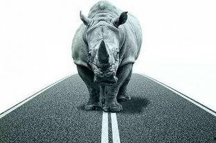 吃瓜群众犀牛,揭秘娱乐圈幕后真相  第3张