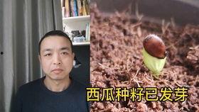 吃瓜楼顶小情侣,楼顶小情侣的甜蜜瓜事  第2张