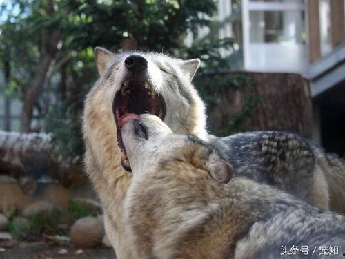 小狼瓜怎么吃,解锁美味新体验