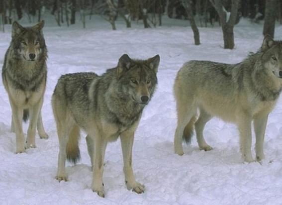 小狼瓜怎么吃,解锁美味新体验