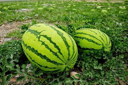 北路大萌吃瓜,揭秘网络吃瓜群众的狂欢盛宴  第1张