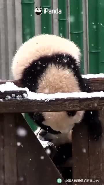 吃瓜小熊上海,揭秘上海美食风云录