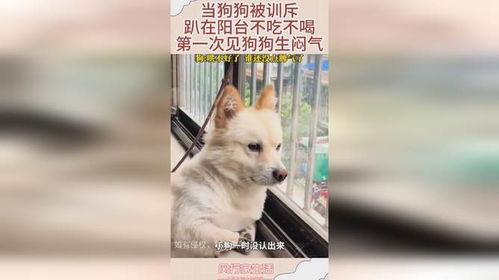 生角瓜能给狗吃吗怎么吃,适合狗狗食用的健康食材及食用方法