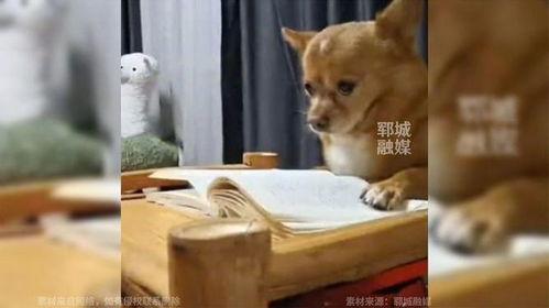 生角瓜能给狗吃吗怎么吃,适合狗狗食用的健康食材及食用方法