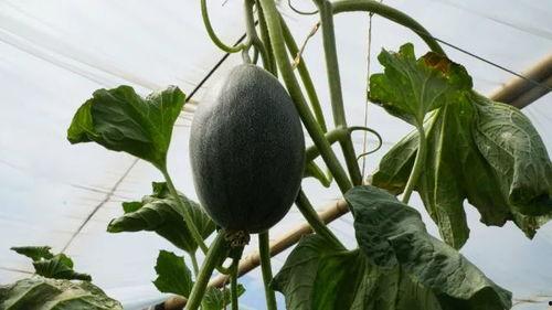 清凉夏日吃瓜帅哥,邂逅吃瓜帅哥的悠闲时光