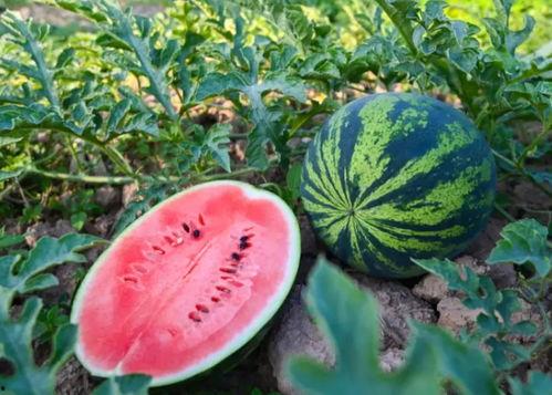 河南吃瓜爆料男孩