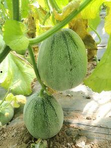 大天才吃瓜,揭秘娱乐圈幕后真相  第1张