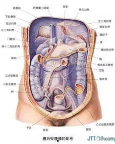 人体解剖的吃瓜,揭秘人体结构与功能的奇妙世界