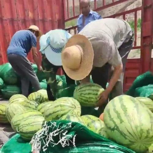 社会吃瓜,揭秘网络舆论背后的真相与现象