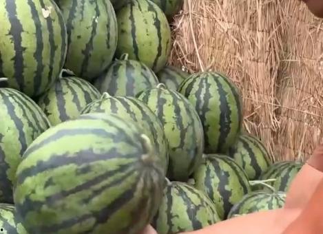 社会吃瓜,揭秘网络舆论背后的真相与现象