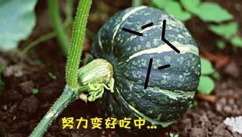 吃瓜吃真瓜,吃瓜群众的真实瓜田之旅  第1张