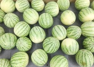 吃瓜吃真瓜,吃瓜群众的真实瓜田之旅  第3张