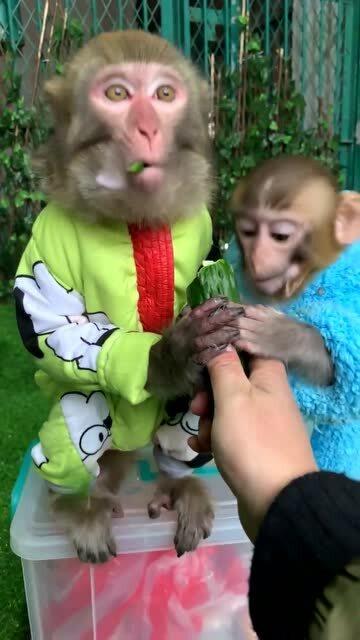 倒霉小猴吃瓜  第3张