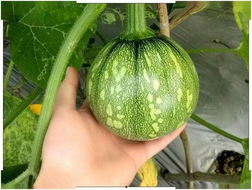 小盼吃瓜,揭秘娱乐圈那些不为人知的幕后故事  第1张