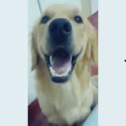 宠物死亡吃瓜,吃瓜群众如何面对生命无常  第1张