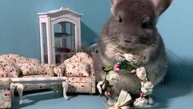 宠物死亡吃瓜,吃瓜群众如何面对生命无常  第2张