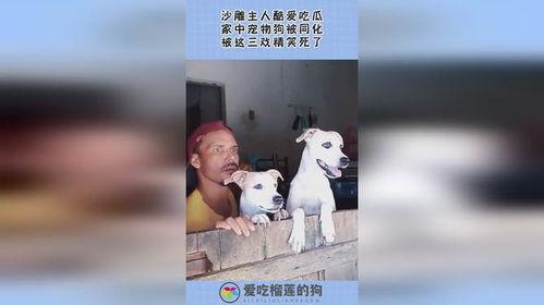 宠物死亡吃瓜,吃瓜群众如何面对生命无常  第3张