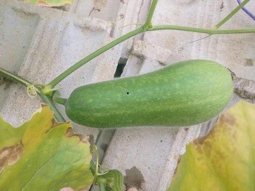 生瓜萎可以吃吗,能否食用及营养价值解析