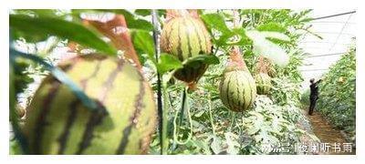 世界吃瓜最多的国家,揭秘吃瓜最多的国家