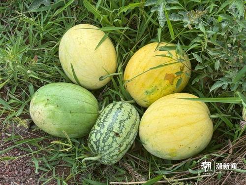 奇吃瓜,揭秘娱乐圈那些不为人知的幕后故事