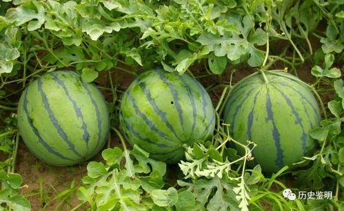 边围观边吃瓜,揭秘网络热议背后的故事