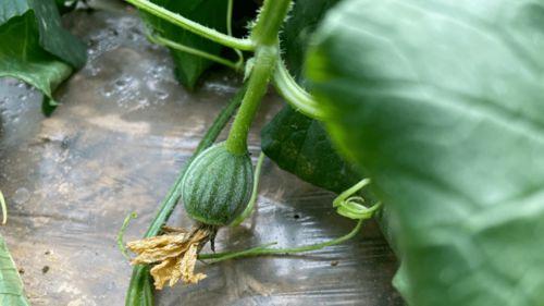 闻味吃瓜,揭秘夏日消暑美食之旅