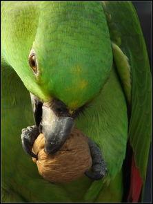 鹦鹉吃的白瓜,白瓜的甜蜜诱惑  第2张