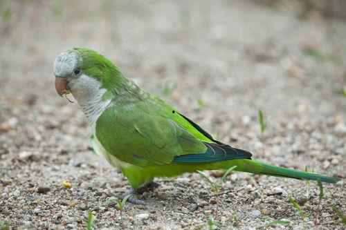 鹦鹉吃的白瓜,白瓜的甜蜜诱惑  第3张