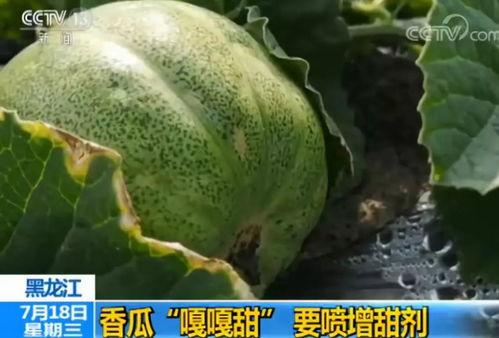 瓜成熟不了怎么吃,未成熟瓜果的创意食用方法