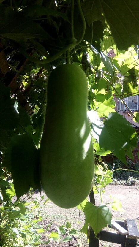 郑面人物吃瓜,揭秘娱乐圈幕后故事