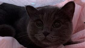 吃瓜小猫的图片,萌化你的心  第1张