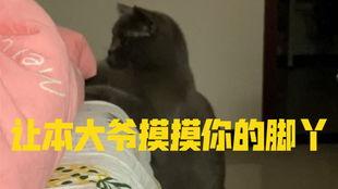 吃瓜小猫的图片,萌化你的心  第2张