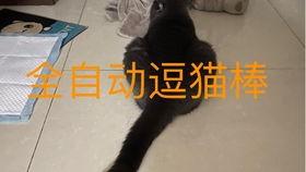 吃瓜小猫的图片,萌化你的心  第3张