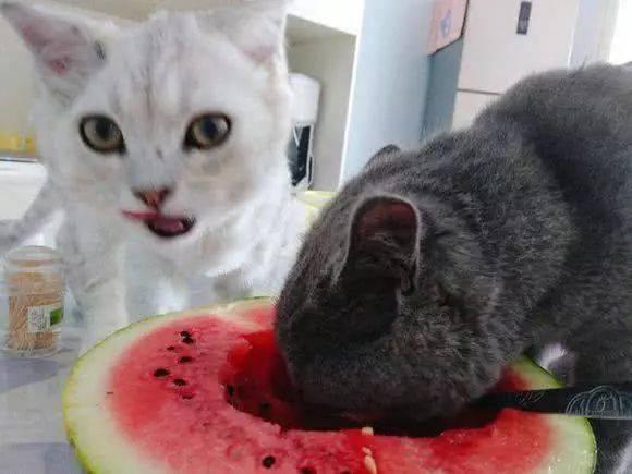 猫咪打架吃瓜,打架现场，吃瓜群众围观