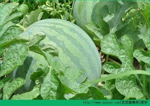 临晨吃瓜,揭秘娱乐圈背后的秘密