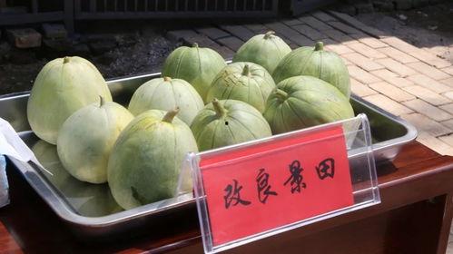 安阳殷都区吃瓜,瓜果飘香里的历史韵味