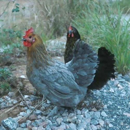 团播吃瓜,揭秘娱乐圈幕后故事