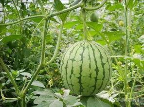 合肥房产圈吃瓜,吃瓜群众揭秘幕后故事