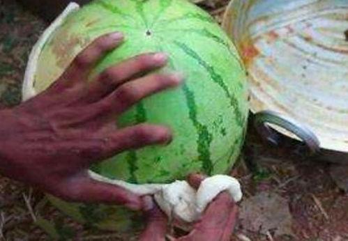 有的瓜吃皮有的瓜吃瓤