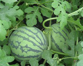 孕妇可以吃崩瓜,孕妇吃崩瓜的益处与食用指南