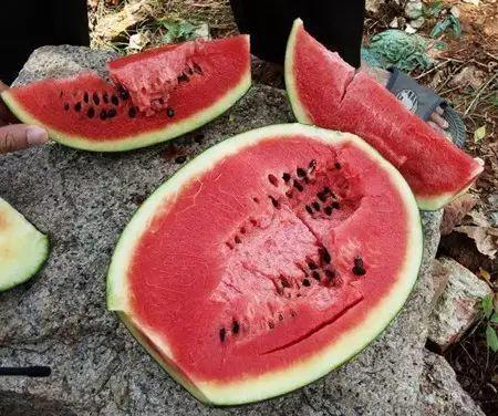 吃瓜恶心反胃腹泻,恶心反胃腹泻的警示