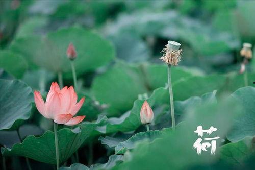 月亮吃瓜陈叶,探寻自然界的奇妙循环