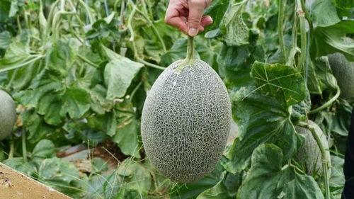 小清吃瓜,揭秘娱乐圈那些不为人知的幕后故事